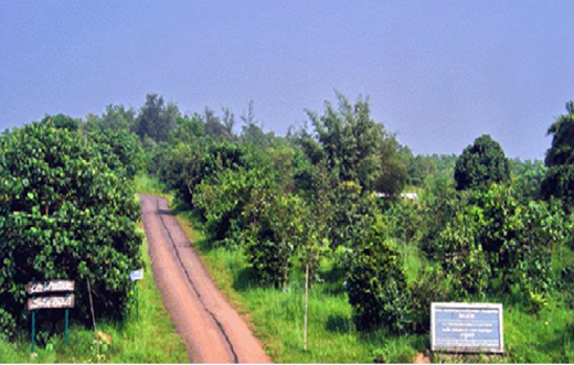 Pilikula